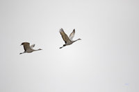 Sandhill Cranes 3507